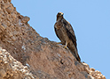 Bonelli's Eagle, Imm, formodentlig 3K, Oman 25th of February 2016 Photo: Allan Kjær Villesen