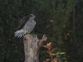 Eurasian Sparrowhawk, Denmark 3rd of October 2018 Photo: Per Boye Svensson