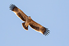 Eastern Imperial Eagle, 1. vinter (2K), Oman 22nd of February 2016 Photo: Allan Kjær Villesen