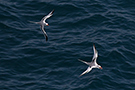 Rødnæbbet Tropikfugl, Legende fugle over havet, Oman 23. februar 2016 Foto: Allan Kjær Villesen