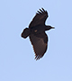 Fan-tailed Raven, Oman 24th of February 2016 Photo: Allan Kjær Villesen