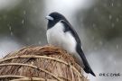Great Woodswallow, Papua New Guinea 3. juni 2018 Foto: Rainer Christian Ertel