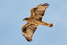 Bonelli's Eagle, 3 af 3: kommer tilbage lige hen over os, Oman 23rd of February 2016 Photo: Allan Kjær Villesen