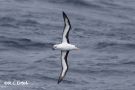 Sortbrynet Albatros, Black-browed Albatross-I, Frankrig 26. august 2018 Foto: Rainer Christian Ertel
