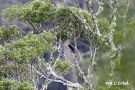 King-of-Saxony Bird-of-paradise, Papua New Guinea 7. juni 2018 Foto: Rainer Christian Ertel
