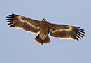 Steppe Eagle, Immature, Oman 23rd of February 2016 Photo: Allan Kjær Villesen