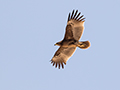 Stor Skrigeørn, 2 Juvenil underside (samme fugl), Oman 25. februar 2016 Foto: Allan Kjær Villesen
