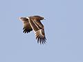Greater Spotted Eagle, 1 Juvenil overside, Oman 25th of February 2016 Photo: Allan Kjær Villesen