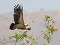 Greater Spotted Eagle, Den lyse fulvescens form, Oman 25th of February 2016 Photo: Allan Kjær Villesen