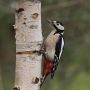 Great Spotted Woodpecker, Denmark 22nd of November 2018 Photo: Per Boye Svensson