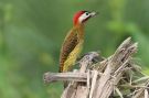 Spot-breasted Woodpecker Colaptes punctigula, Ecuador 28th of October 2018 Photo: Thomas Garm Pedersen