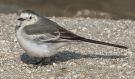 White Wagtail, 1cy, Nepal 15th of November 2015 Photo: Jens Kirkeby