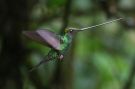 Sword-billed Hummingbird Ensifera ensifera, Ecuador 3. november 2018 Foto: Thomas Garm Pedersen