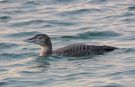 Yellow-billed Loon, Italy 7th of December 2018 Photo: Luca Bergamaschi