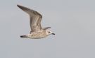Caspian Gull, 1cy, Denmark 27th of August 2018 Photo: Anders Odd Wulff Nielsen