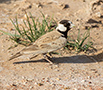 Black-crowned Sparrow-lark, Male, Oman 27th of February 2016 Photo: Allan Kjær Villesen