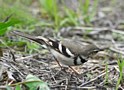 Forest Wagtail, Skovvipstjert - (Dendronanthus indicus) - Forest Wagtail, Korea (South) 13th of May 2018 Photo: Eva Foss Henriksen