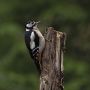 Great Spotted Woodpecker, Sweden 9th of November 2018 Photo: Per Boye Svensson