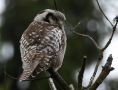 Northern Hawk-owl, Sweden 19th of December 2018 Photo: Ronny Hans Ingemar Svensson