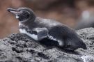 Galapagos Penguin Spheniscus mendiculus, Ecuador 9. november 2018 Foto: Thomas Garm Pedersen