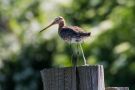 Black-tailed Godwit, Denmark 7th of June 2018 Photo: Carl Bohn