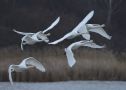 Whooper Swan, Denmark 16th of December 2018 Photo: John Larsen
