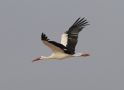 Hvid Stork, Oman 24. november 2018 Foto: Lars Jensen Kruse