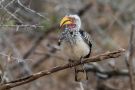 Southern Yellow-billed Hornbill, South Africa 3rd of November 2018 Photo: Carl Bohn