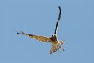 Short-toed Snake Eagle, Spain 16th of June 2017 Photo: Steen E. Jensen