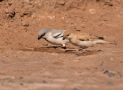 Desert Sparrow, Ørkenspurv, han og hun., Morocco March 2018 Photo: Karin Gustausen
