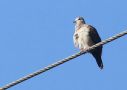 Plain-breasted Ground-dove (Columbina minuta), ssp. elacodes, Costa Rica 16th of December 2018 Photo: Klaus Malling Olsen