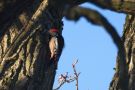 Middle Spotted Woodpecker, Denmark 18th of January 2019 Photo: Niels Peter Møller Jensen