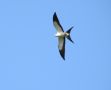 Swallow-tailed Kite, Svalehaleglente Elanoides forficatus, French Guiana 31st of December 2018 Photo: Martin Rheinheimer