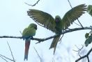 Great Green Macaw (Ara ambiguus), Costa Rica 19th of December 2018 Photo: Klaus Malling Olsen