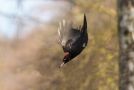 Black Woodpecker, Denmark 2nd of April 2017 Photo: Torkild Kristensen