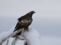 Golden Eagle, Norway 2nd of February 2019 Photo: Klaus Dichmann