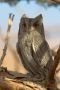 Pallid Scops Owl, Israel 23rd of January 2019 Photo: Felix Timmermann