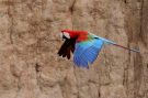 Red-and-green Macaw (Ara chloropterus), Peru 26th of November 2011 Photo: Klaus Malling Olsen