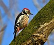 Middle Spotted Woodpecker, Denmark 16th of February 2019 Photo: Eva Foss Henriksen