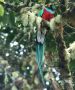 Resplendent Quetzal (Pharomachrus mocinno), Costa Rica 14th of December 2018 Photo: Klaus Malling Olsen