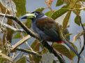 Hooded Mountain-toucan (Andigena cucullata), Bolivia 27. november 2015 Foto: Klaus Malling Olsen