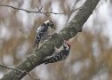 Lesser Spotted Woodpecker, hun-han, Denmark 6th of March 2019 Photo: John Larsen
