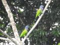 Pionus menstruus Blue-headed Parrot, Fransk Guyana 6. januar 2019 Foto: Martin Rheinheimer