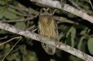 Mottled Owl, Brazil 10th of February 2019 Photo: Erling Krabbe