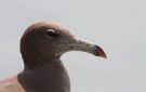 Sooty Gull, Oman 21st of February 2019 Photo: Anders Odd Wulff Nielsen