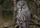Great Grey Owl, Sweden 15th of March 2019 Photo: Ronny Hans Ingemar Svensson