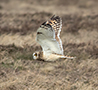 Short-eared Owl, Denmark 21st of March 2019 Photo: Allan Kjær Villesen