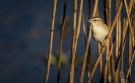Sedge Warbler, Lithuania 18th of May 2017 Photo: Kis Boel