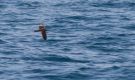 Persian Shearwater, Oman 26th of February 2019 Photo: Anders Odd Wulff Nielsen