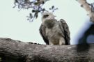 Harpy Eagle, Brazil 10th of February 2019 Photo: Erling Krabbe